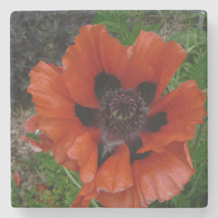 Oriental poppy beverage coaster