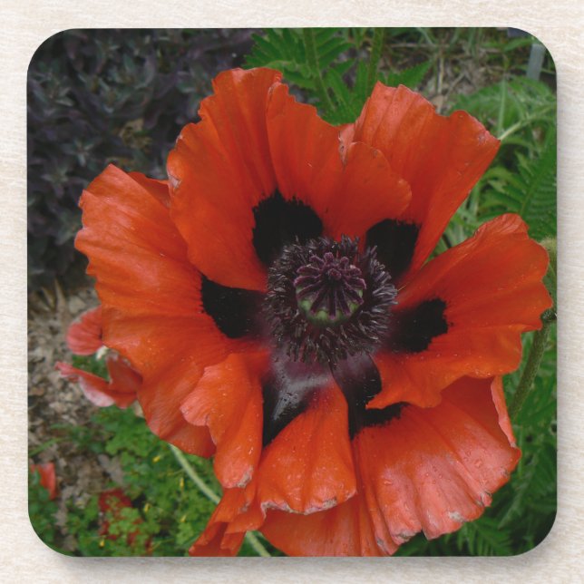 Oriental poppy    coaster (Front)