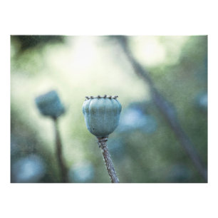 Oriental poppy cores in a shady garden photo print