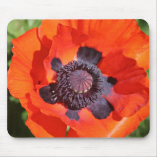 Oriental Poppy Flower Mouse Pad