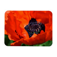 Oriental Poppy
