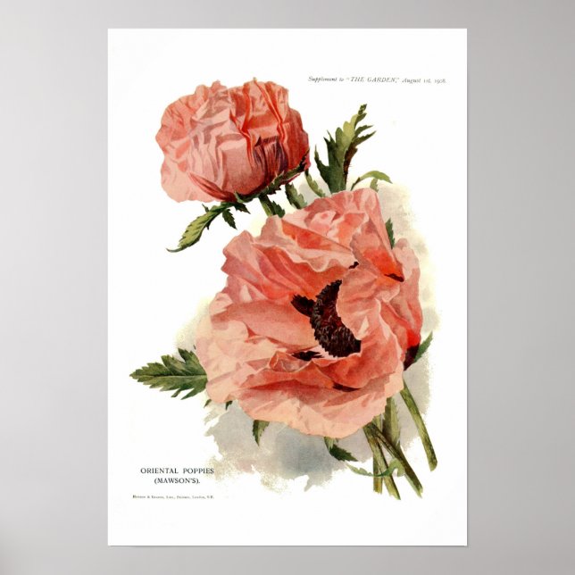 Oriental Poppy (Papaver orientale) Poster (Front)