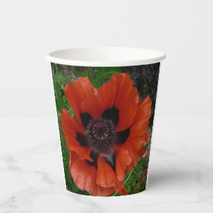 Oriental poppy   paper cups