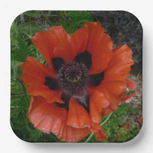 Oriental poppy    paper plate