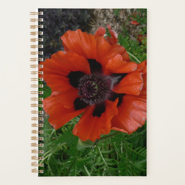 Oriental poppy    planner (Front)