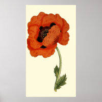 Oriental  Poppy