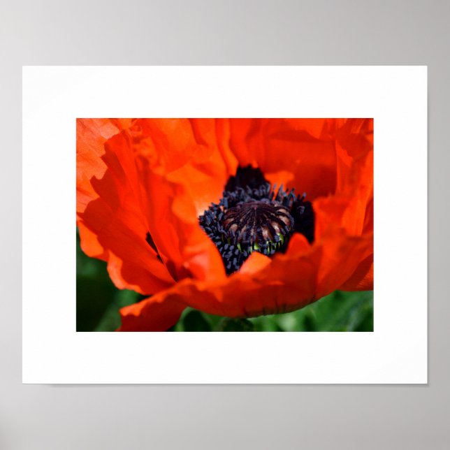 Oriental Poppy Poster (Front)
