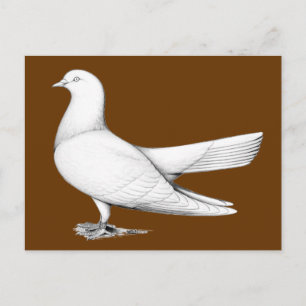 Oriental Roller Pigeon  Flying Type Postcard