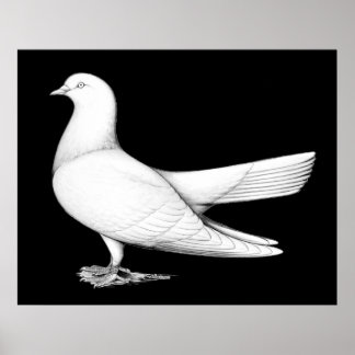 Oriental Roller Pigeon Flying Type Poster