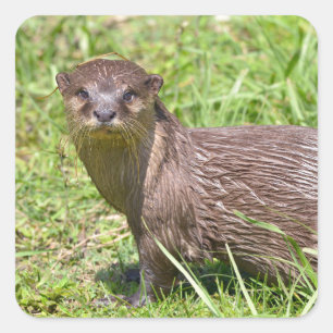 Oriental Small-clawed Otter in grass Square Sticker