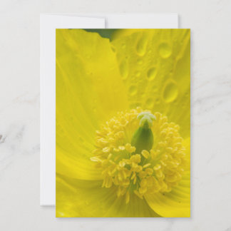 Oriental Yellow Poppy Invitation