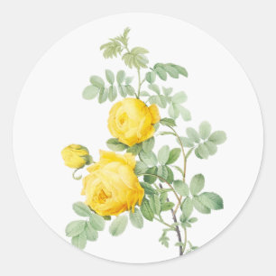 Original Art Watercolor Garden Flower Roses Classic Round Sticker