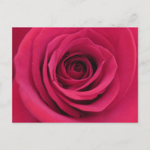 Original Floral Macro Red Rose Photography Postcard