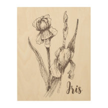 Original Hand Drawing of Iris Flower
