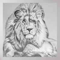 Original Pencil sketch Drawing of a Lion