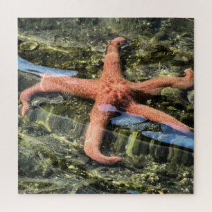 Original Photograph of Starfish under Water Jigsaw Puzzle