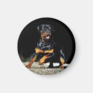 Original Rottweiler Magnet