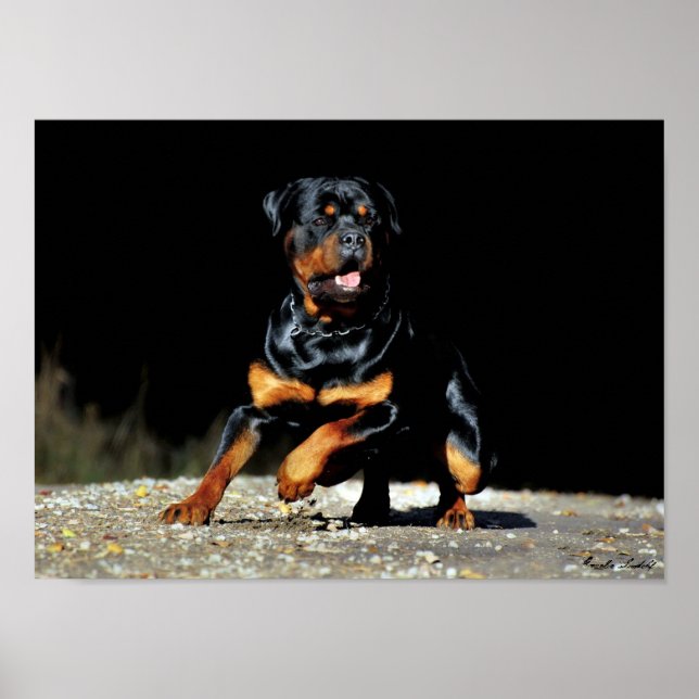 Original Rottweiler Poster (Front)