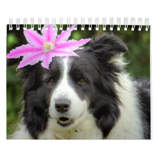 Original Unique Border Collie Dog Calendar