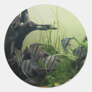 Orinoco Angelfish Stickers