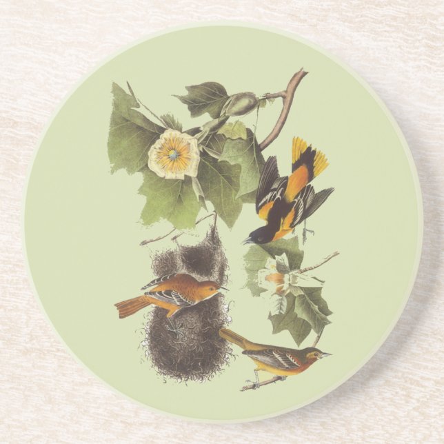 Oriole Audubon Birds Vintage Art Coaster (Front)