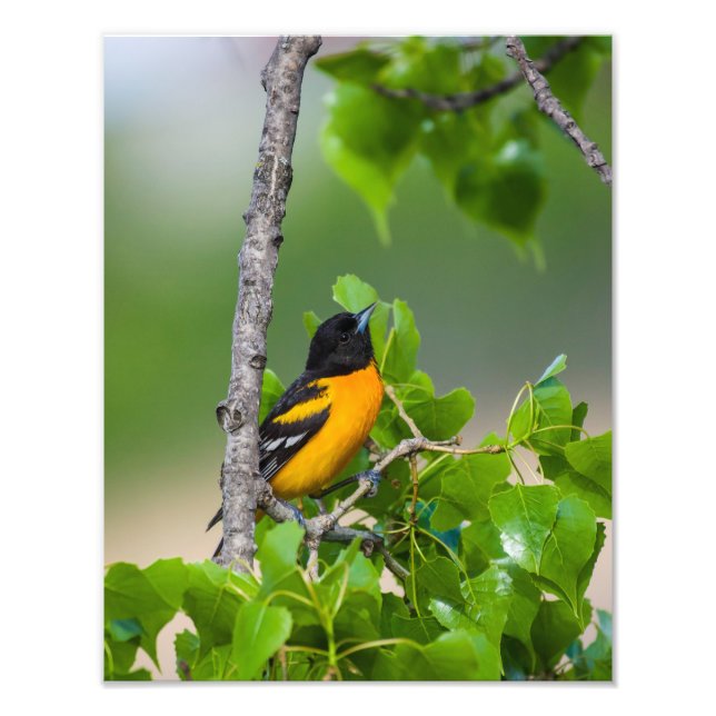 Oriole Looking Above Photo Print (Front)