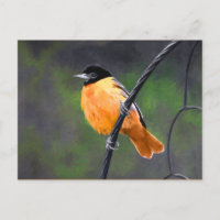 Oriole Painting - Original Bird Art
