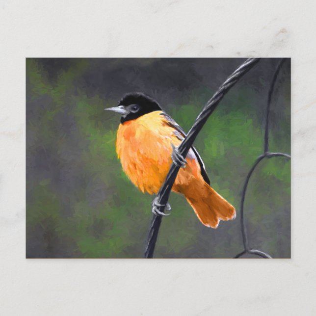 Oriole Painting - Original Bird Art Postcard (Front)