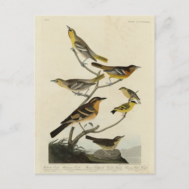 Orioles, Thrushes, from Audubon's Birds of America Postcard (Front)