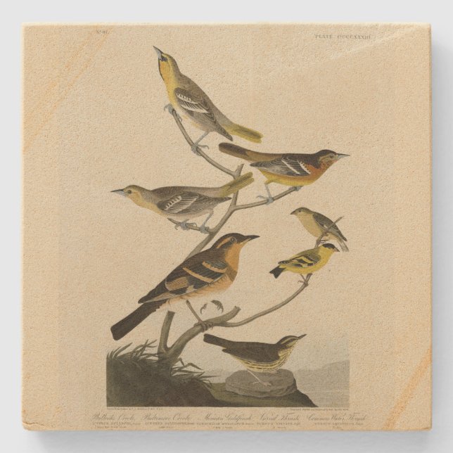 Orioles, Thrushes, from Audubon's Birds of America Stone Coaster (Front)