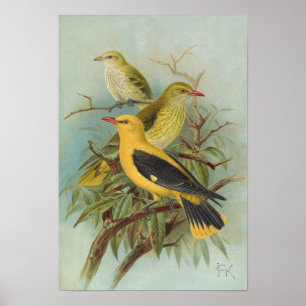Oriolus oriolus by Johann Friedrich Naumann Poster