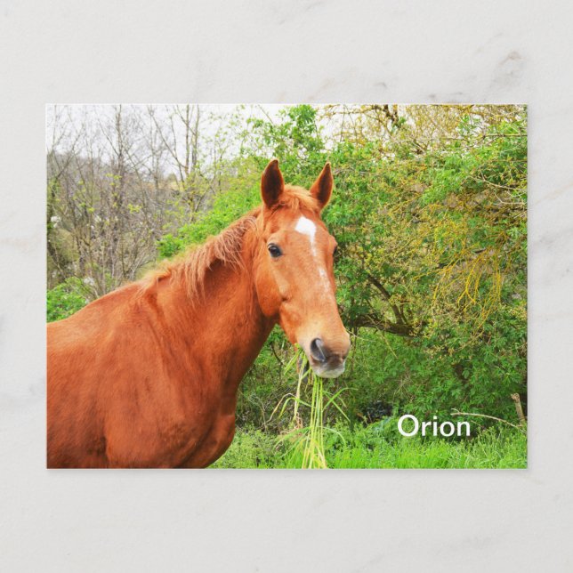 Orion horse animal postcard (Front)
