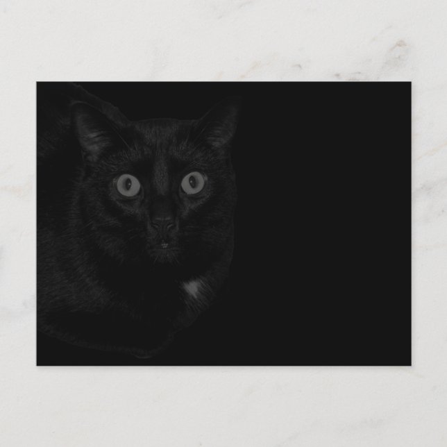 Orion My Cat BlackOut  Postcard (Front)