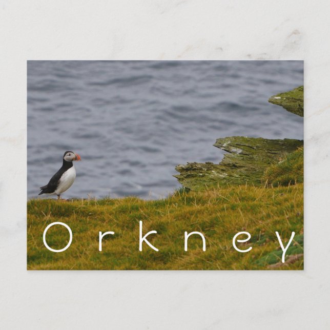 Orkney Puffin Postcard (Front)