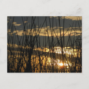 Orlando Sunset Postcard