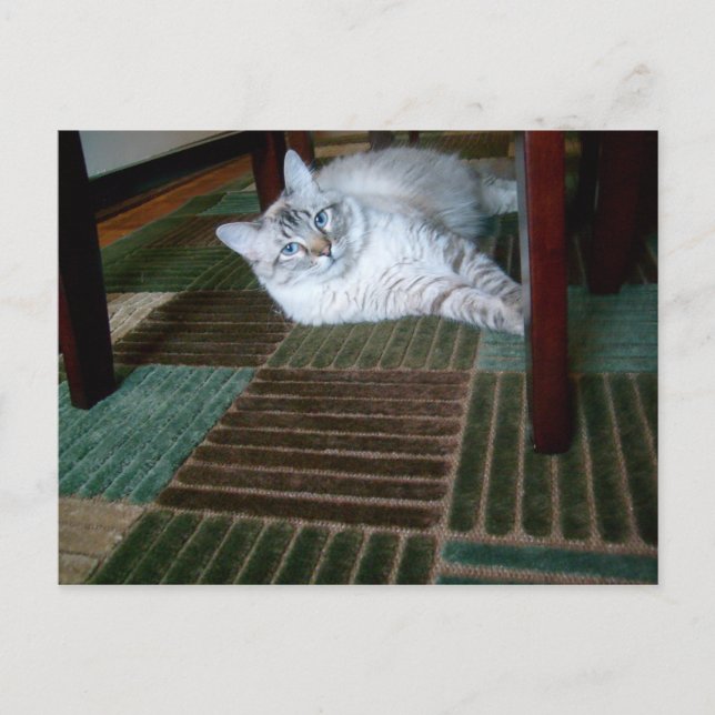 orlando under table postcard (Front)