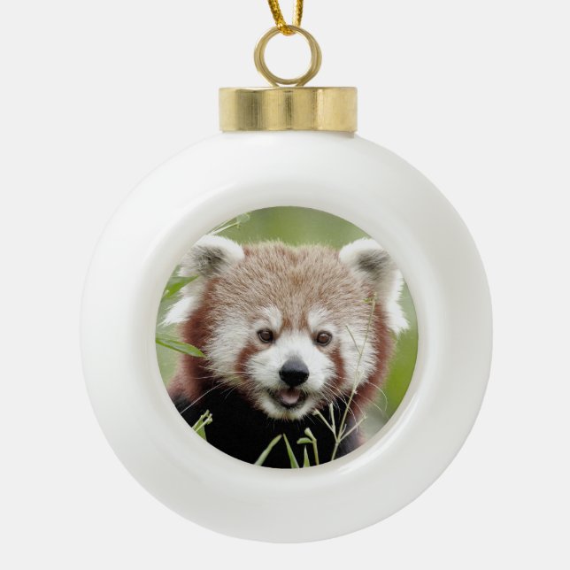 Ornament. noel, red panda. Panda roux. Ceramic Ball Christmas Ornament (Front)