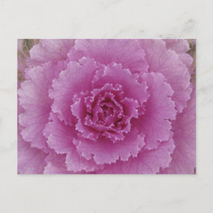 Ornamental Cabbage Flowering Kale Botanical Photo Postcard