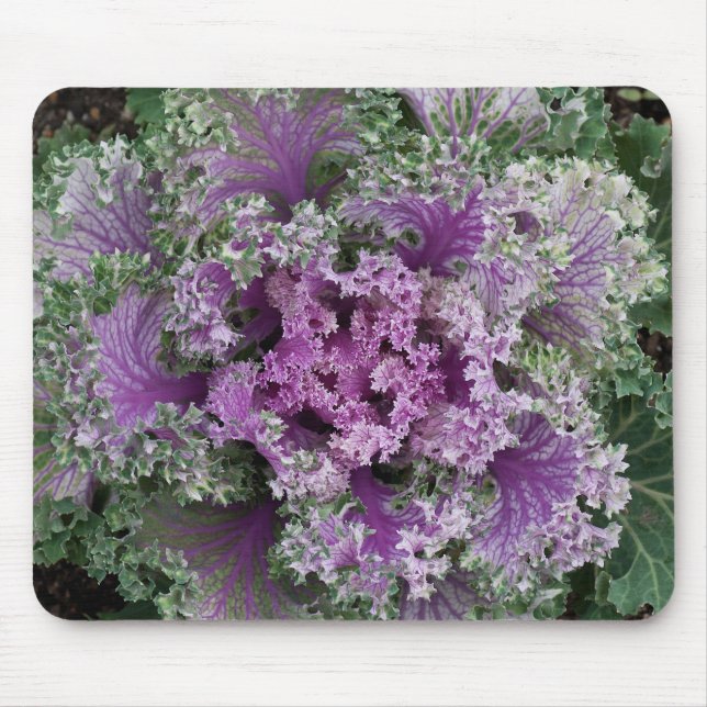 Ornamental Curly Leaf Cabbage Plant Mouse Pad (Front)