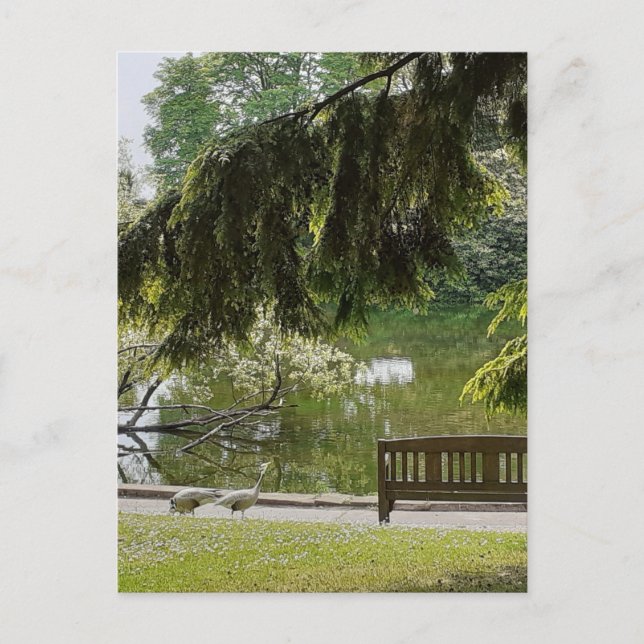 Ornamental Duck Pond  Postcard (Front)