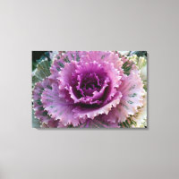 Ornamental Kale Closeup Stretched Canvas Wall Art