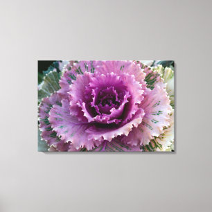 Ornamental Kale Closeup Stretched Canvas Wall Art