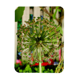 Ornamental Onion  Magnet