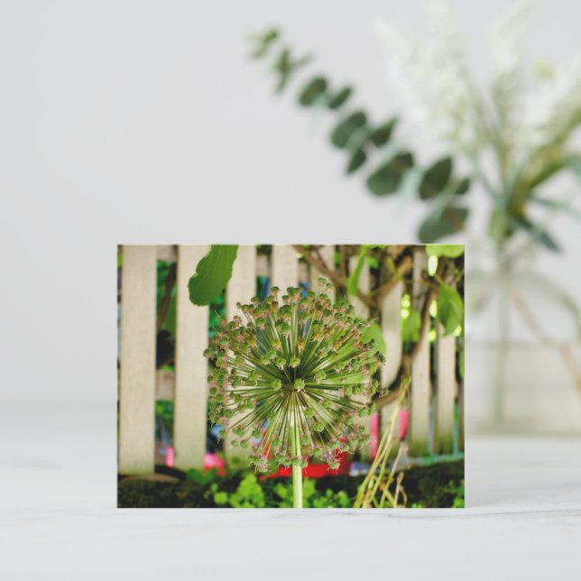 Ornamental Onion  Postcard (Standing Front)