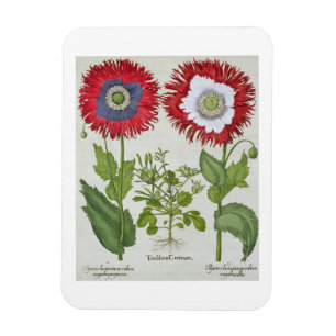 Ornamental Poppies, from the 'Hortus Eystettensis' Magnet