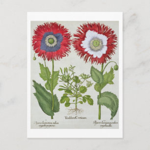 Ornamental Poppies, from the 'Hortus Eystettensis' Postcard