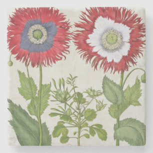 Ornamental Poppies, from the 'Hortus Eystettensis' Stone Coaster