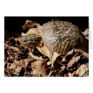 Ornate Box Turtle