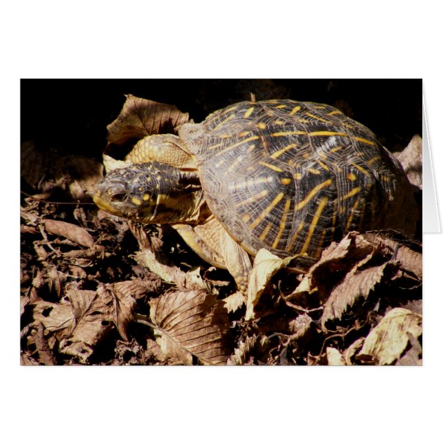 Ornate Box Turtle (Front Horizontal)