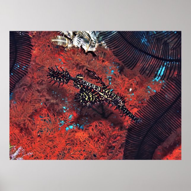 Ornate Ghost Pipefish Poster (Front)